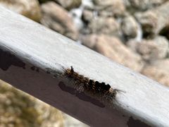 -龙苍沟森林公园