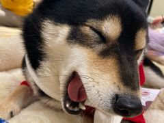 -逗柴咖啡屋·狗咖猫咖宠物桌游