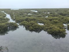 -北海金海湾红树林生态旅游区