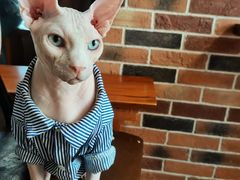 -蓝鲸·缅因猫舍