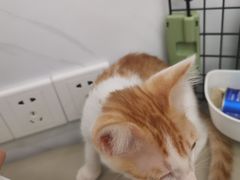 -瑞派康怡24h宠物医院·犬猫医疗中心·微创绝育(瑞景分院)