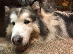 -more than meow吴止猫主题餐厅(承德 中船汇店)