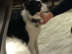 -百好乐宠物友好餐厅(朝外大街店)