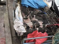 -黄记四更烤乳猪店