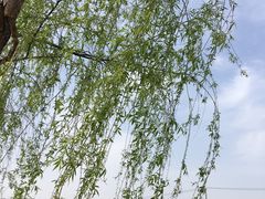 -南汇水蜜桃采摘(大团店)