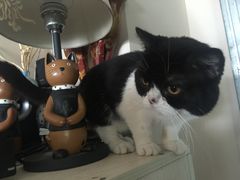 -喵园·猫主题咖啡厅·撸猫·猫咖(国贸店)