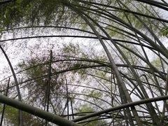 -仙霞关景区