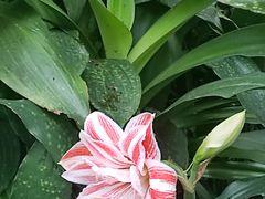 -深圳仙湖植物园