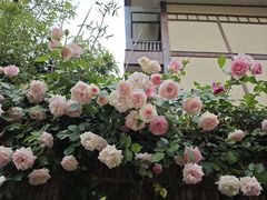 -诗经里