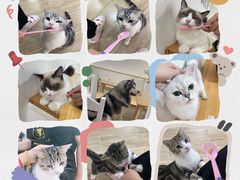 -李小姐の猫咖啡馆(五角场店)