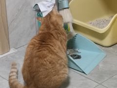 -MOYOYO猫咪咖啡店