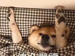 -邓氏兔头