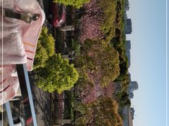 -高东镇樱花园