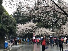 -武汉大学-樱园