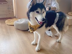 -Husky Go! 哈士奇体验馆·宠物咖啡厅狗咖