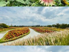 -花开海上生态园