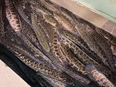 -百岁鱼(七一路店)