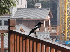 -重庆十八梯传统风貌区