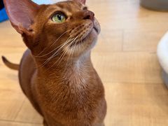 -Let's go狗咖·猫咖·奶狗·桌游(春熙路IFS店)