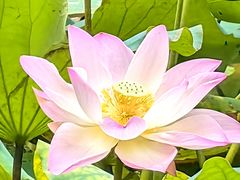 -广州珠江公园