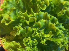 -杨记齐齐哈尔烤肉(总店)