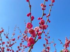 -香雪海