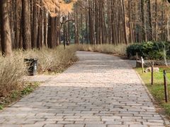 -上海共青森林公园