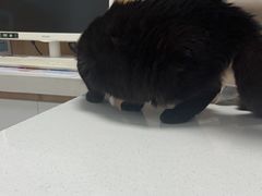-瑞派长江宠物医院·猫科·外科·24小时夜护(谊城公寓分院)