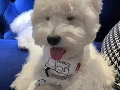 -萌宠之家·腊肠犬·马尔泰·小体犬舍