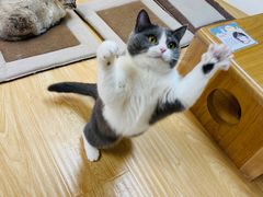 -猫和宫(六道口店)