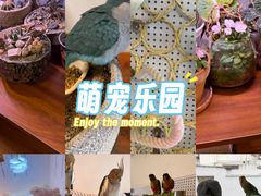 -吉丁鸟咖·异宠·寄养