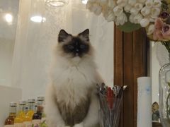 -共舞时光猫咖·狗咖(新街口店)