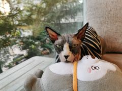 -猫和宫(六道口店)