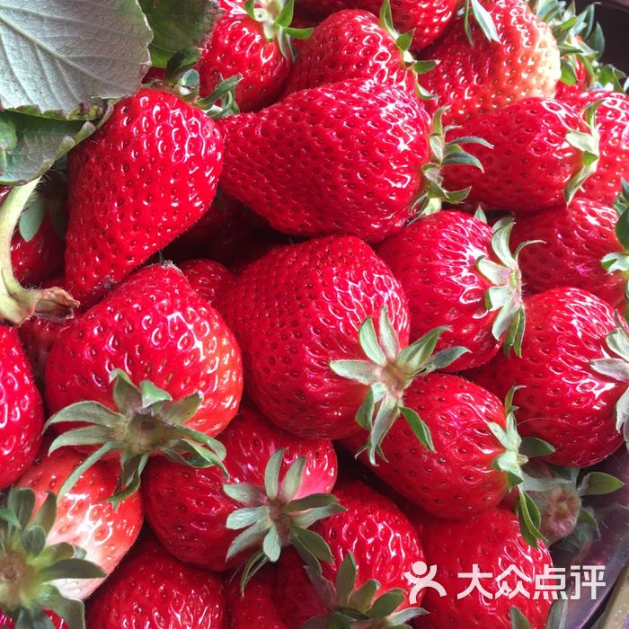 青浦赵屯草莓产地直销点