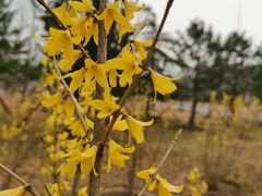 -香山公园