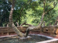 -天门沟九州驿站树上汤泉