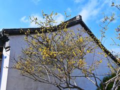 -青果巷历史文化街区