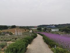 -大塘金香草谷