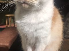 -猫猫幼稚园·撸猫·桌游·电玩