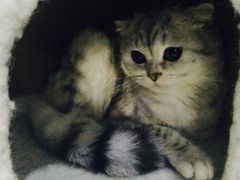 -喵的天空名猫咖啡馆·撸猫·猫舍·用品