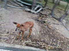 -清迈夜间动物园