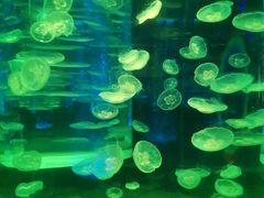-海合安成都极地海洋公园