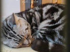 -猫咪派对(江南西店)