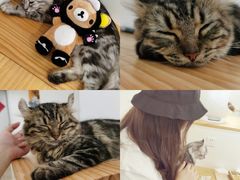 -李小姐の猫咖啡馆(五角场店)