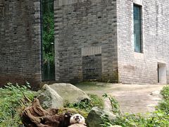 -都江堰中华大熊猫苑