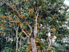 -中国科学院西双版纳热带植物园