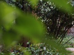 -谷咖啡·鲜花绿植花园餐厅