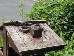 -关门山森林公园