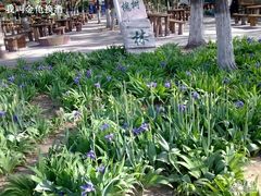 -石家庄市植物园