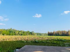 -白鹭湾湿地公园